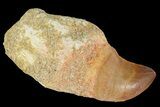 Fossil Rooted Mosasaur (Prognathodon) Tooth - Morocco #163900-1